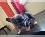 Small Photo #3 French Bulldog Puppy For Sale in GREENVILLE, SC, USA