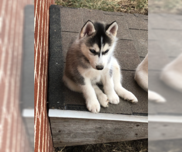 Medium Photo #12 Siberian Husky Puppy For Sale in JOPLIN, MO, USA