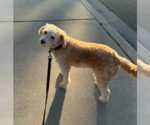 Small Photo #3 Poodle (Miniature) Puppy For Sale in San Diego, CA, USA
