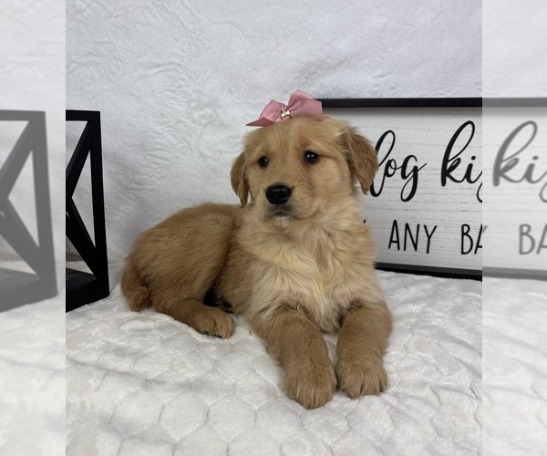 Medium Photo #1 Golden Retriever Puppy For Sale in GREENFIELD, IN, USA