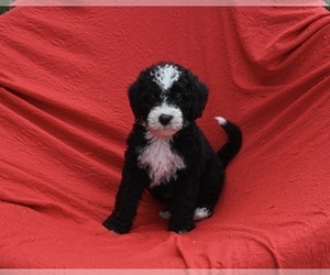 Bernedoodle (Miniature) Puppy for sale in SUGARCREEK, OH, USA