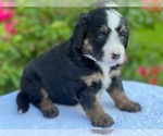 Puppy 7 Bernedoodle