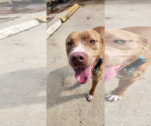 Medium Photo #1 American Pit Bull Terrier-Unknown Mix Puppy For Sale in Houston, TX, USA