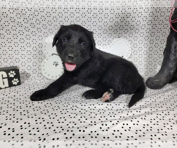Medium Photo #1 Golden Mountain Dog Puppy For Sale in BLACK FOREST, CO, USA