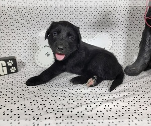 Medium Golden Mountain Dog
