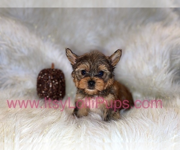 Medium Photo #31 Yorkshire Terrier Puppy For Sale in HAYWARD, CA, USA