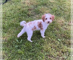 Goldendoodle (Miniature) Puppy for sale in PORTLAND, IN, USA