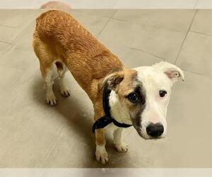 Border Collie-Unknown Mix Dogs for adoption in Tulsa, OK, USA