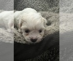 Small Photo #37 Zuchon Puppy For Sale in RENO, NV, USA