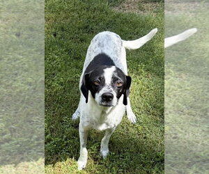 Pointer-Unknown Mix Dogs for adoption in Boston, MA, USA