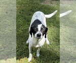 Small Pointer Mix
