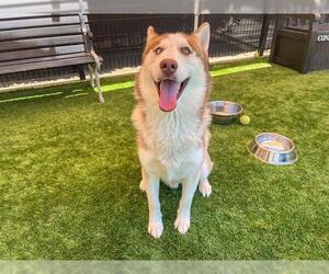 Siberian Husky Dogs for adoption in Orange, CA, USA