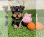 Small Photo #5 Yorkshire Terrier Puppy For Sale in SIMI VALLEY, CA, USA