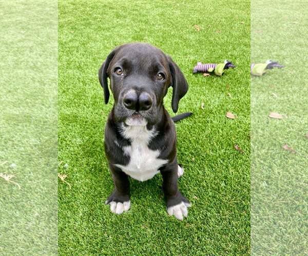 Medium Photo #2 Boxador Puppy For Sale in Costa Mesa , CA, USA
