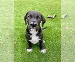 Small #1 Boxador