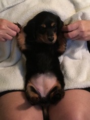Dachshund Puppy for sale in CONNELLYS SPRINGS, NC, USA