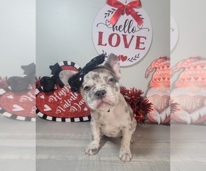 French Bulldog Puppy for sale in INDIANAPOLIS, IN, USA