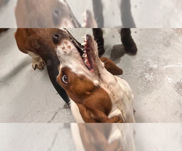 Medium Photo #1 Basset Hound Puppy For Sale in Studio City, CA, USA