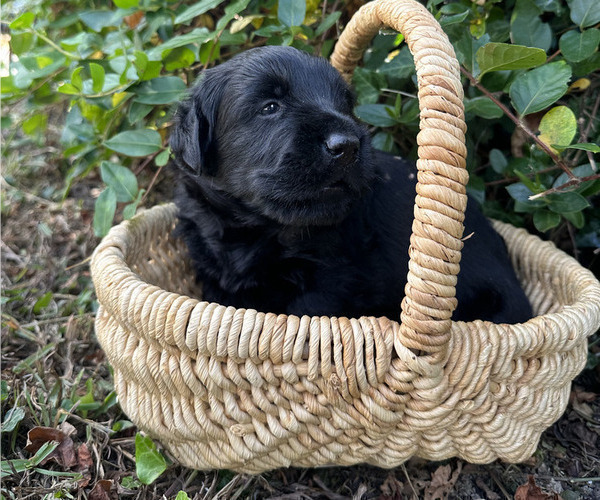Medium Photo #6 Black Russian Terrier Puppy For Sale in S CHARLESTON, WV, USA