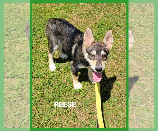 Medium Photo #2 Aussie Siberian Puppy For Sale in Granbury, TX, USA