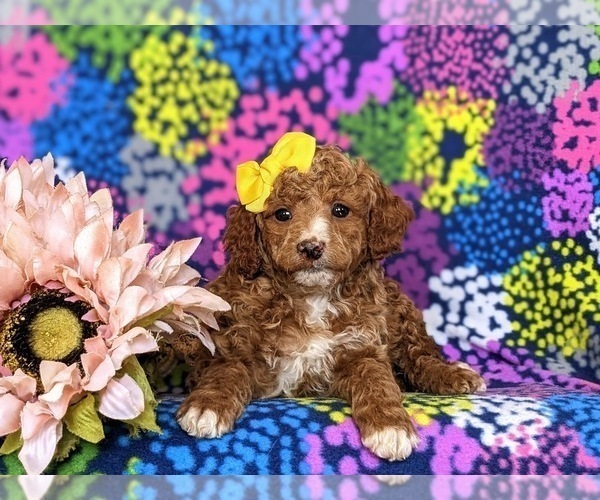 Medium Photo #7 Miniature Labradoodle Puppy For Sale in QUARRYVILLE, PA, USA