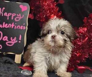 Shih Tzu Puppy for sale in BEAUFORT, MO, USA