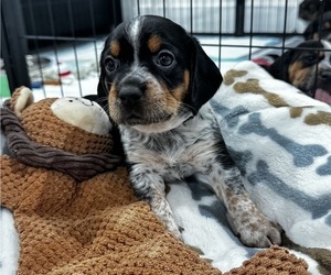 Beagle Puppy for sale in FORT LAUDERDALE, FL, USA