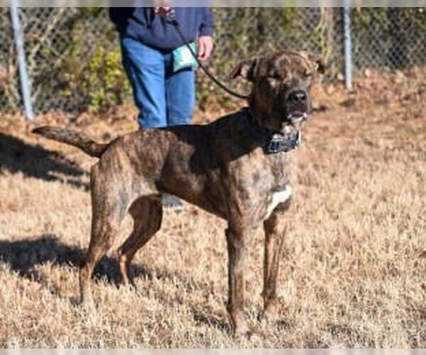 Medium Photo #1 Plott Hound-Unknown Mix Puppy For Sale in Glen Allen, VA, USA