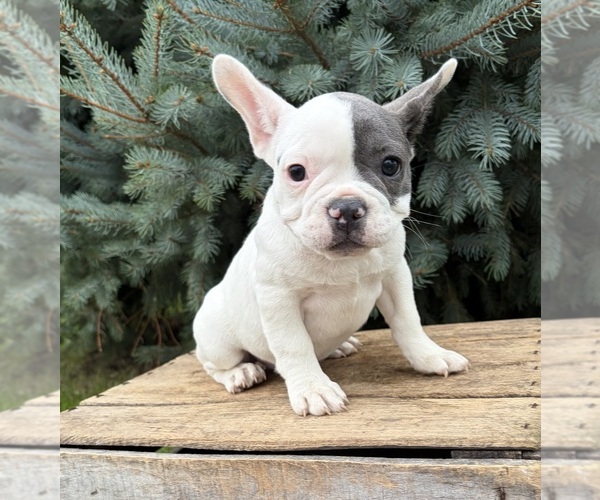 Medium Photo #1 French Bulldog Puppy For Sale in MIDDLEBURY, IN, USA