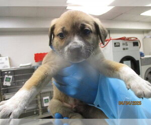 Mutt Dogs for adoption in Oklahoma City, OK, USA