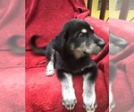Small Photo #7 Labrador Retriever-Siberian Husky Mix Puppy For Sale in GAINESVILLE, FL, USA