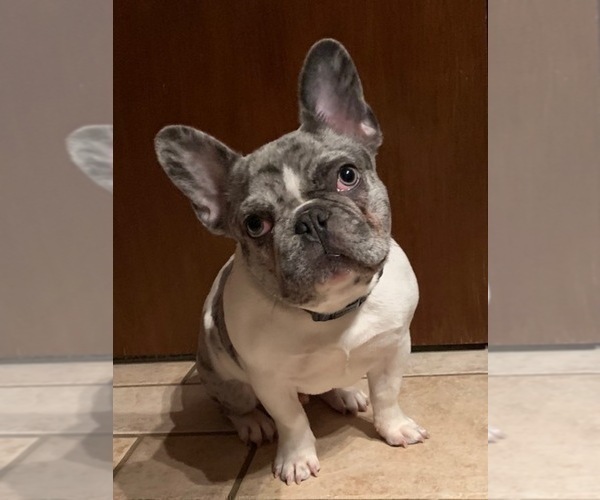 Medium Photo #2 French Bulldog Puppy For Sale in MENTOR, OH, USA