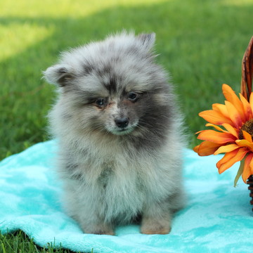 Medium Photo #1 Pomeranian Puppy For Sale in GAP, PA, USA