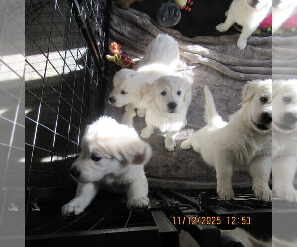 Medium Photo #3 English Cream Golden Retriever Puppy For Sale in NORTHWOOD, OH, USA