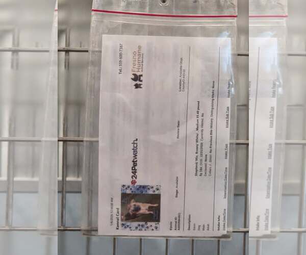 Medium Photo #3 Mutt Puppy For Sale in Arlington, WA, USA