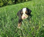 Small Photo #6 Bernese Mountain Dog Puppy For Sale in LEETONIA, OH, USA