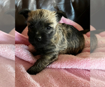 Small Photo #1 Cairn Terrier Puppy For Sale in SCHUYLER, NE, USA