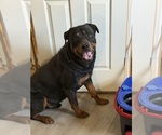 Small Photo #1 Rottweiler Puppy For Sale in EAST SAINT LOUIS, IL, USA