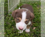 Small #3 Staffordshire Bull Terrier Mix