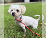 Small #1 Poodle (Miniature)