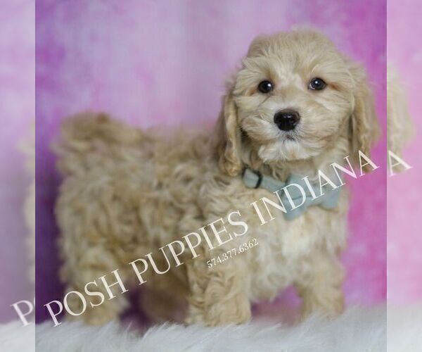 Medium Photo #5 Maltipoo (Miniature) Puppy For Sale in WARSAW, IN, USA