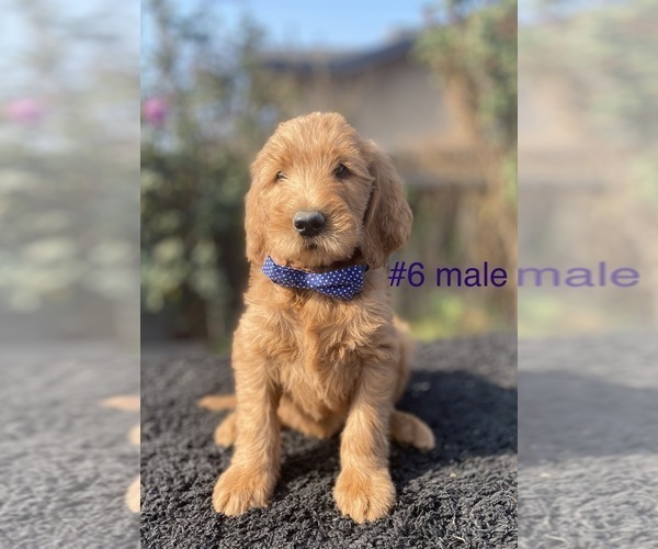 Medium Photo #3 Labradoodle Puppy For Sale in PORTERVILLE, CA, USA