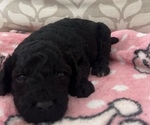 Puppy 5 Poodle (Miniature)