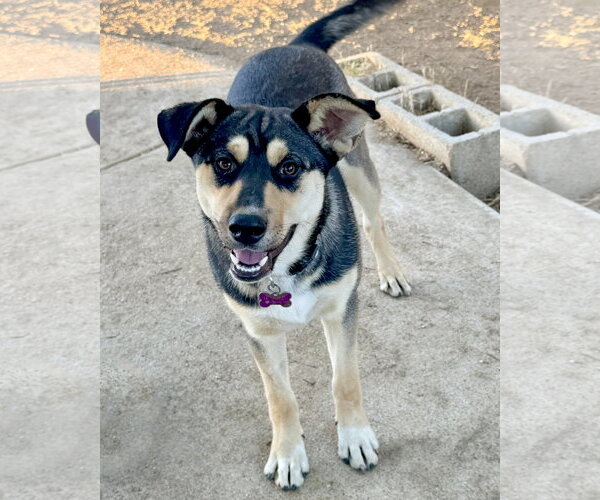 Medium Photo #2 Gerberian Shepsky Puppy For Sale in Corona, CA, USA