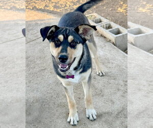 Bellatrix - Female Gerberian Shepsky Dog for Adoption - Photo #2