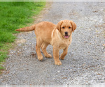Small #6 Labrador Retriever