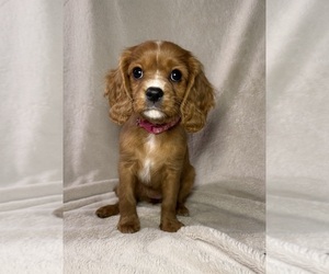 Cavalier King Charles Spaniel Puppy for sale in ALLIANCE, OH, USA