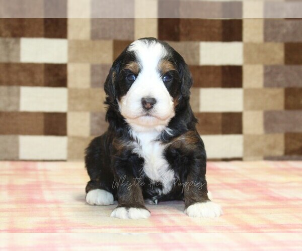 Medium Photo #2 Bernedoodle (Miniature) Puppy For Sale in DENVER, PA, USA