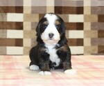 Small #1 Bernedoodle (Miniature)