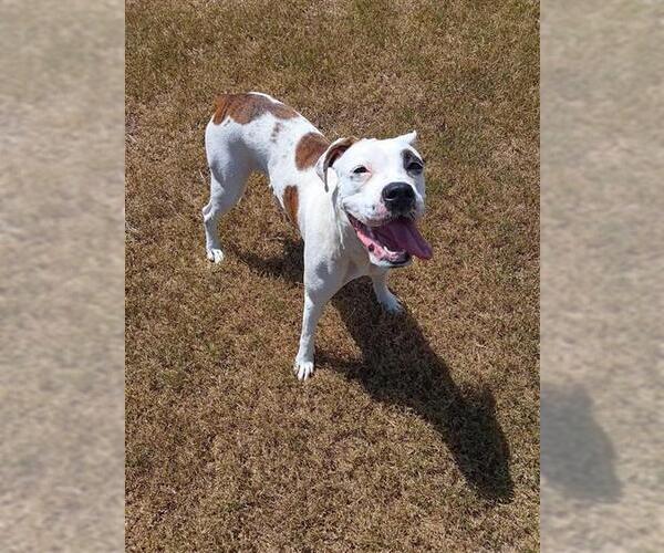 Medium Photo #1 American Bulldog-Unknown Mix Puppy For Sale in Corpus Christi, TX, USA